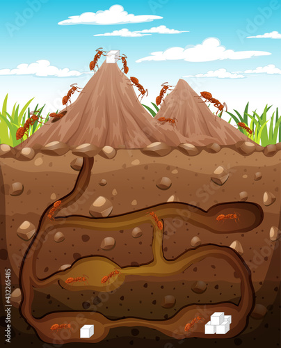 Underground animal burrow with ant family