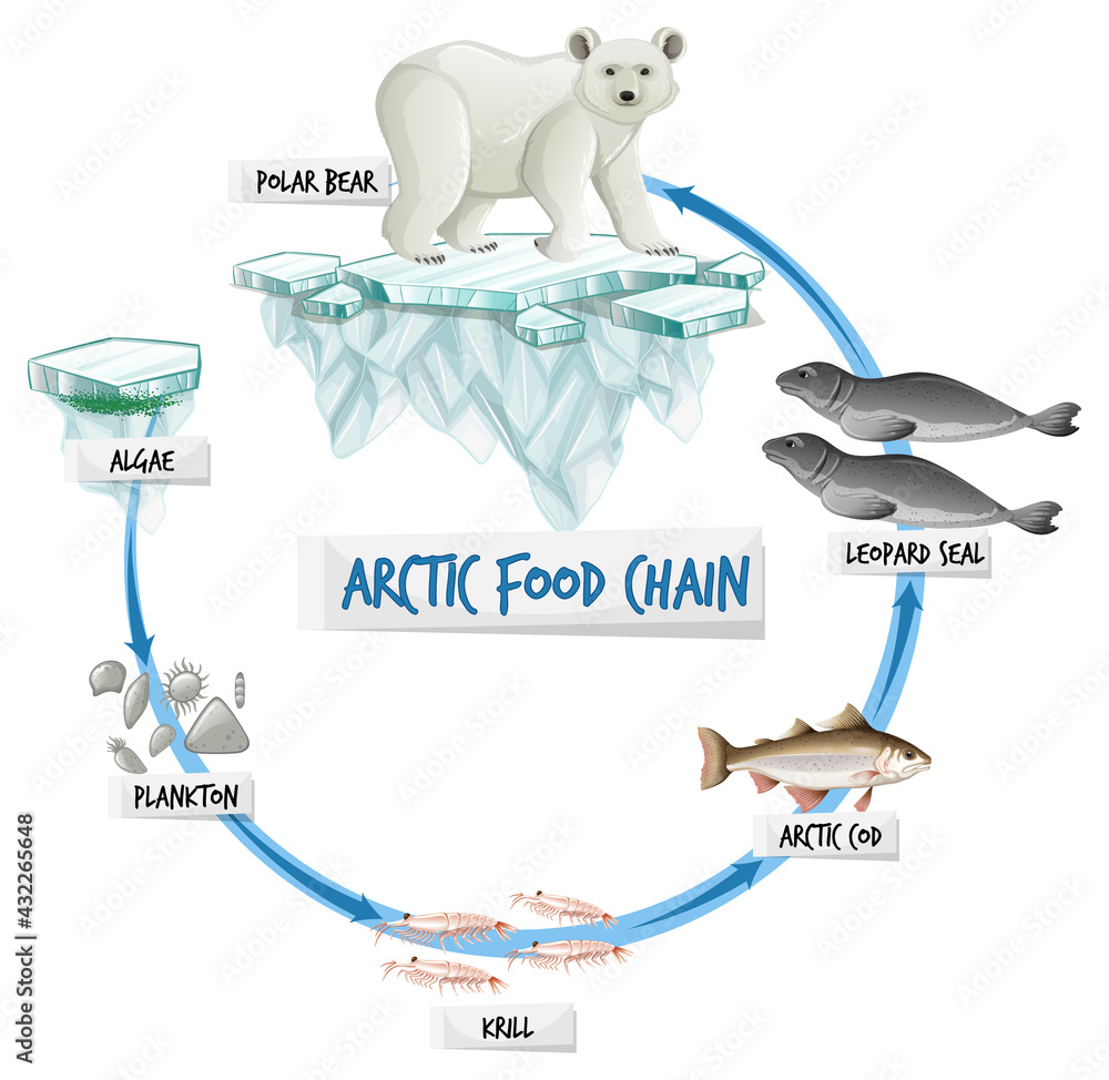 Arctic Food Chain Diagram Concept Stock Vector Biology Diagrams