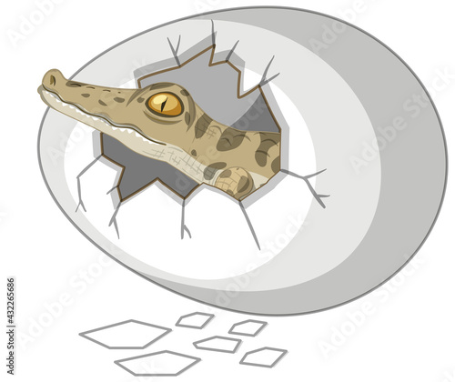 A crocodile just out of egg isolated on white background