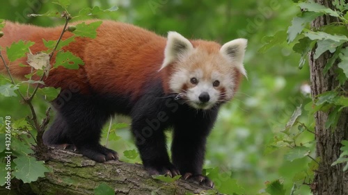 Red panda (Ailurus fulgens) climbing a tree, cute animal in vegetation photo