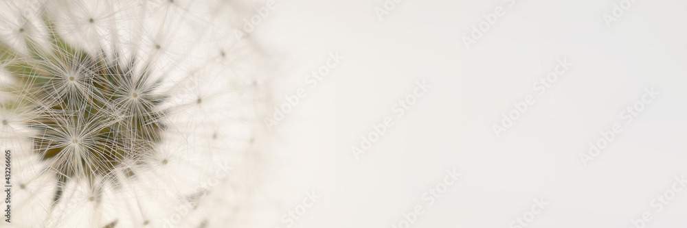 Fototapeta premium Dandelion seeds.Floral banner. Dandelion close-up on a beige background.Dandelion seeds texture. Lightness and airiness.Summer season. Nature banner