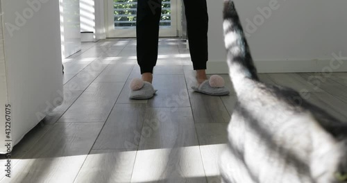 jumping jack cat little acrobat  funny kitty