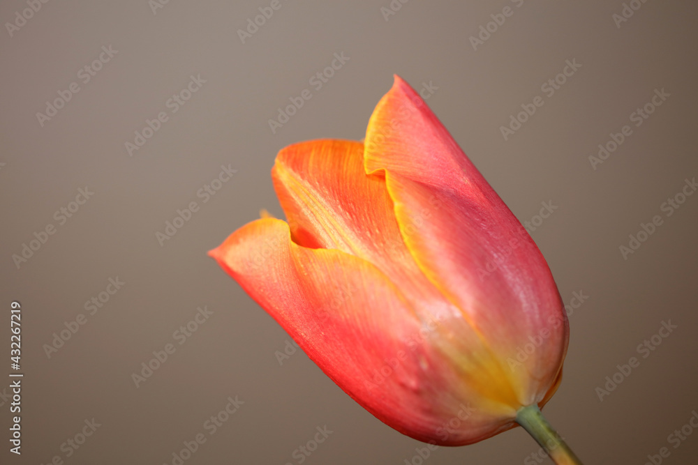 Tulip flower close up background family liliaceae botanical modern high quality big size prints Tulip flower close up background family liliaceae botanical modern high quality big size prints