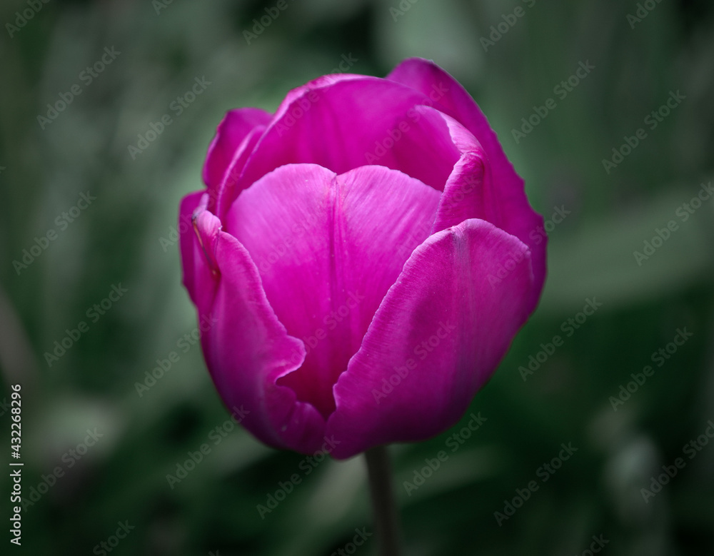 purple  tulip