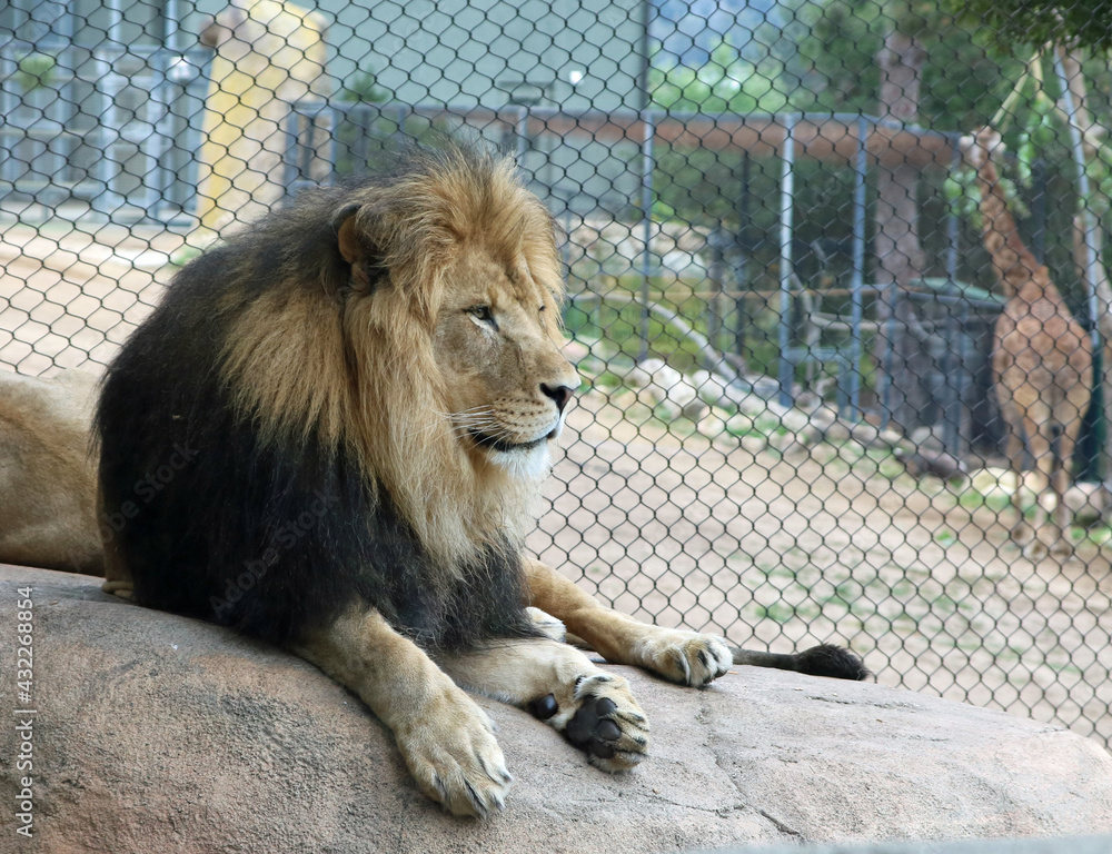Obraz premium Adult Male Lion lying down looking right in a zoo