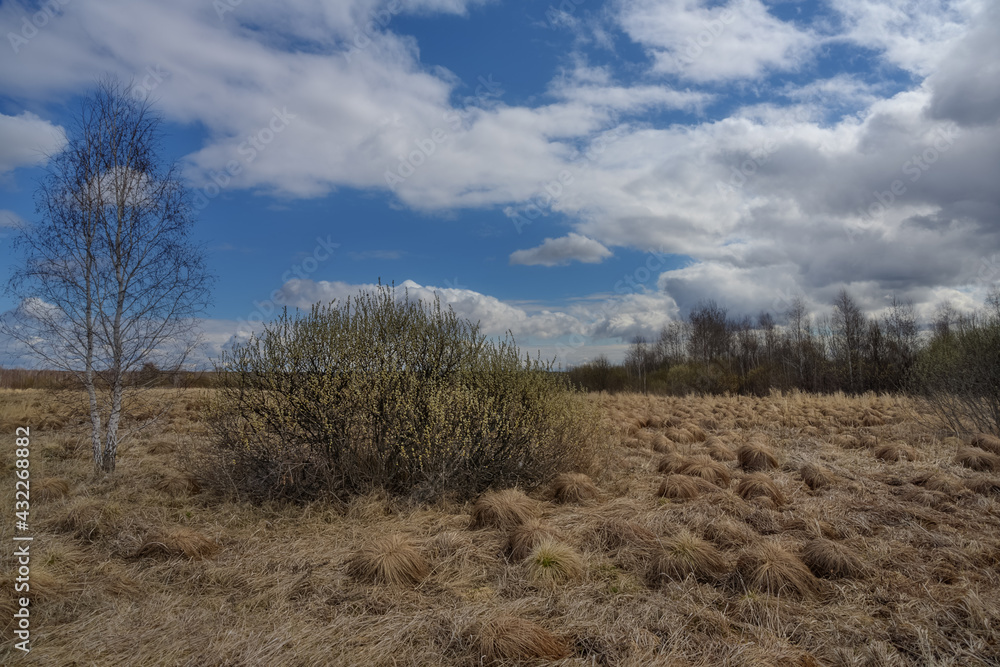 Early spring in the forest. Landscape with a flowering willow bush, a forest in the distance and a beautiful blue sky with white clouds. The ground is covered with numerous rounded grass waves