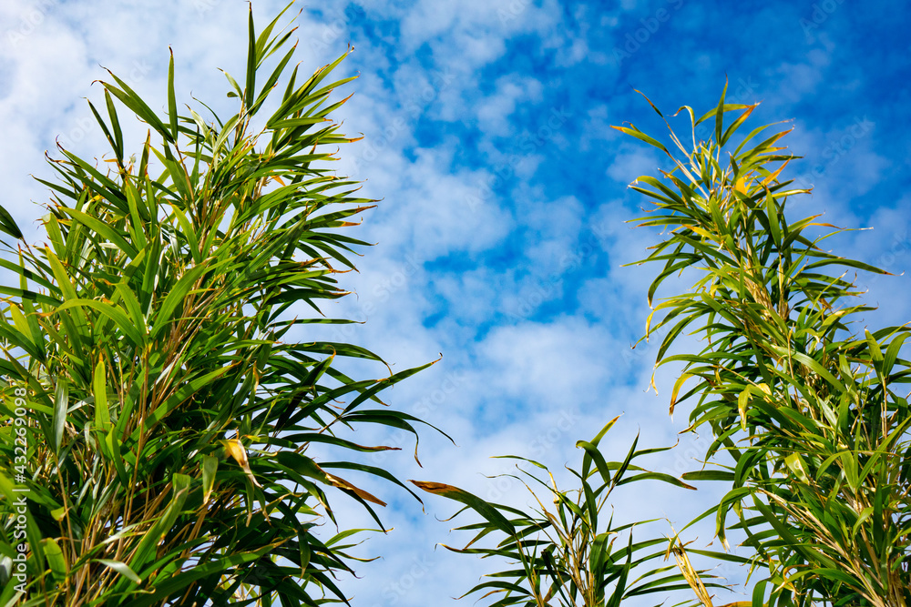 green bamboo against blue sky green bamboo against blue sky