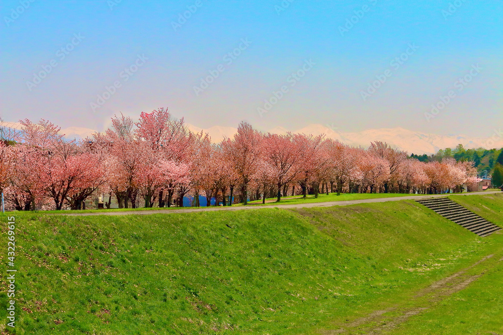 旭川市の桜並木 旭川市の桜並木