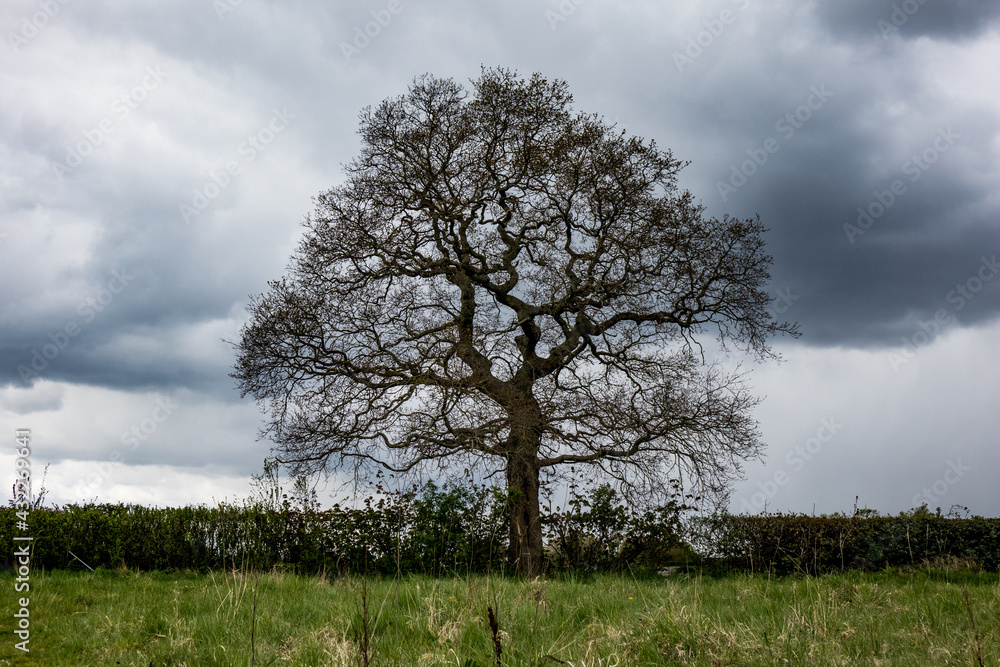Obraz premium tree in the field