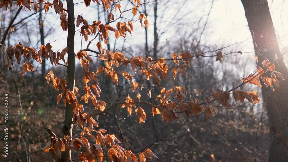 Branch of a tree with autumn leaves in the middle of spring. Spring time in the forest Branch of a tree with autumn leaves in the middle of spring. Spring time in the forest