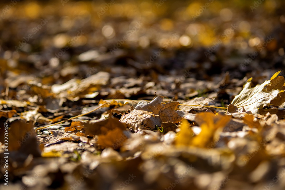 autumn leaves on the ground autumn leaves on the ground