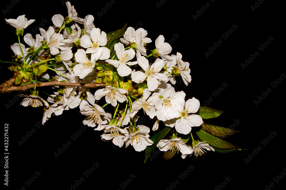 Obraz premium spring flower isolated on white background