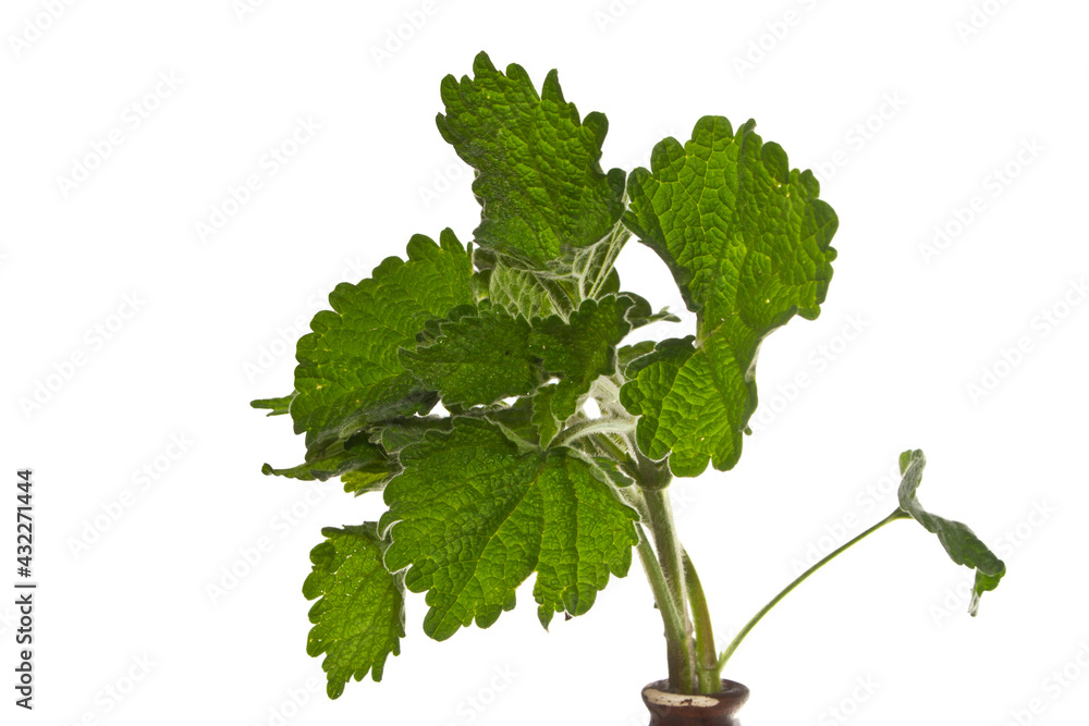 Naklejka premium mint isolated on white background