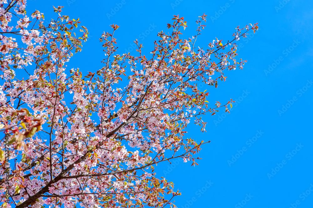 Sakura branch. Japanese cherry.