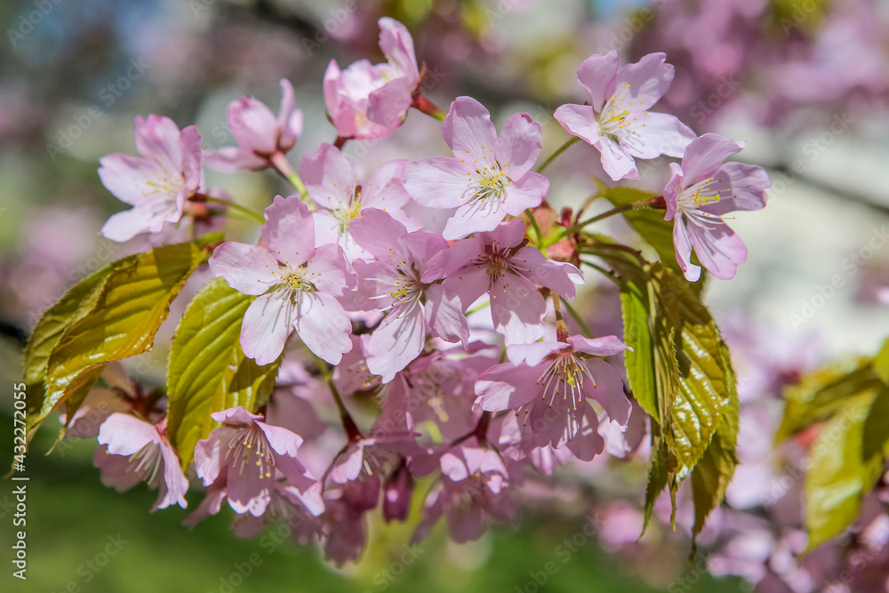 Sakura branch. Japanese cherry. Sakura branch. Japanese cherry.