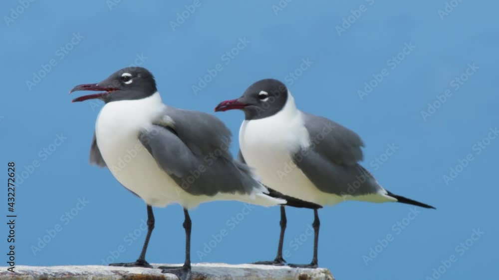 two Laughing Gulls, Leucophaeus atricilla Birds, At los roques venezuela two Laughing Gulls, Leucophaeus atricilla Birds, At los roques venezuela
