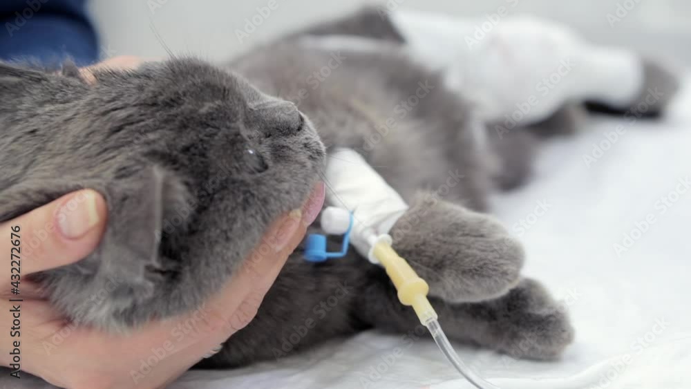 The owner strokes her sleeping cat after surgery on the hind leg. The owner strokes her sleeping cat after surgery on the hind leg.