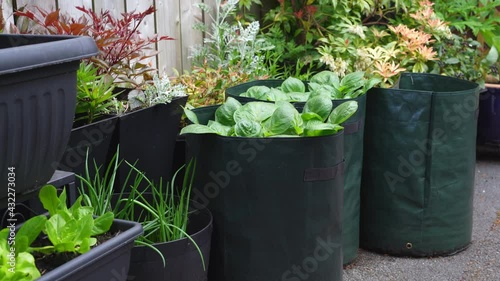 Organic potatoes growing in garden bags photo