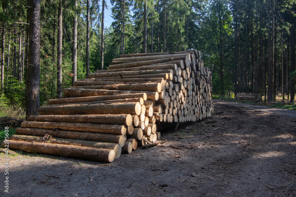 Cutting of the trees, bark beetle calamity, conifer tree logs firewoods on pile in woodland
