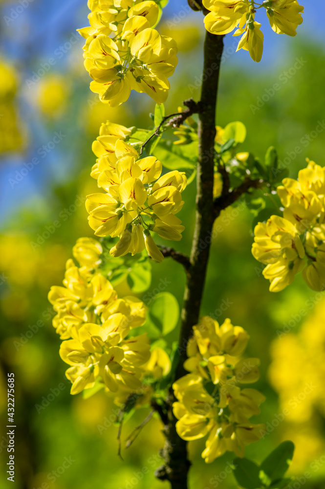 Laburnum anagyroides golden rain chain ornamental shrub branches in bloom, flowering small tree with bright yellow flowers