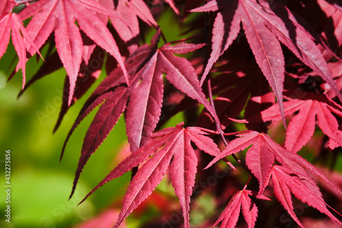 'Bloodgood' maple merah Jepang ( Acer palmatum 'Bloodgood')