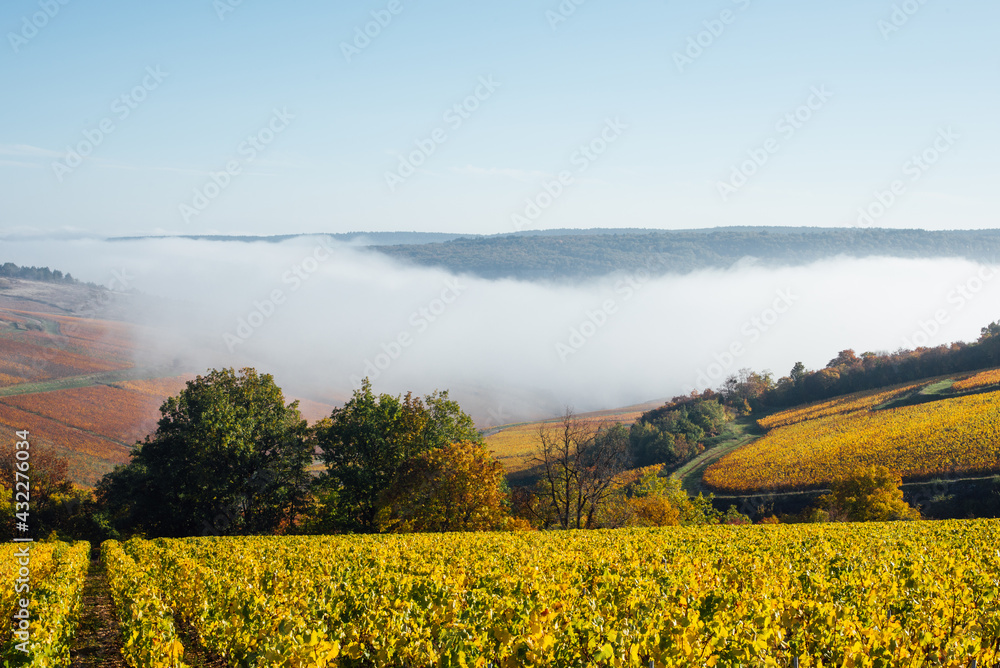 Un paysage de vignes en automne. La Bourgogne en automne. La Côte-d'Or en automne. Des vignes dorées. des vignes automnales. Le brouillard dans les vignes.