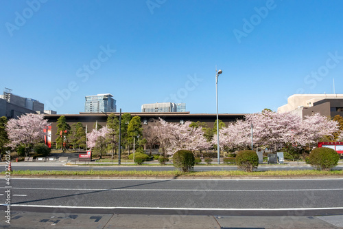 東京都千代田区隼町の国立劇場と内堀通りの満開の桜並木 photo