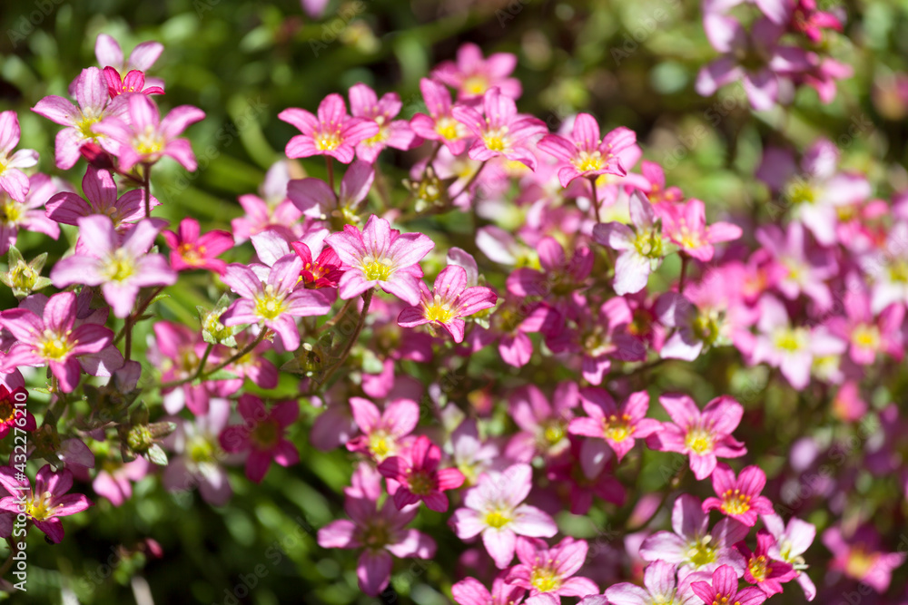 Beautiful spring flowers of Saxifraga × arendsii blooming in the garden, close up Beautiful spring flowers of Saxifraga × arendsii blooming in the garden, close up