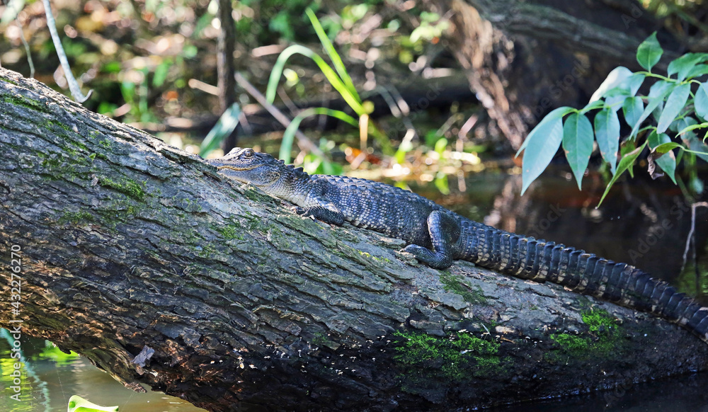 Alligator resting on stem - Florida Alligator resting on stem - Florida