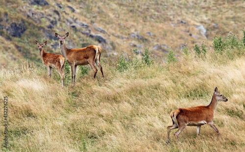 Three red deer  New Zealand