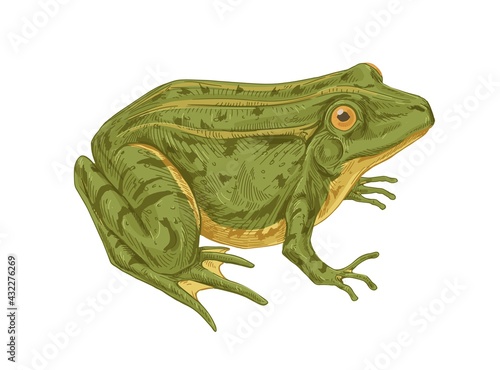 Big adult frog. Realistic green toad with bulging eyes. Amphibian aquatic animal drawn in detailed vintage style. Colored vector illustration isolated on white background