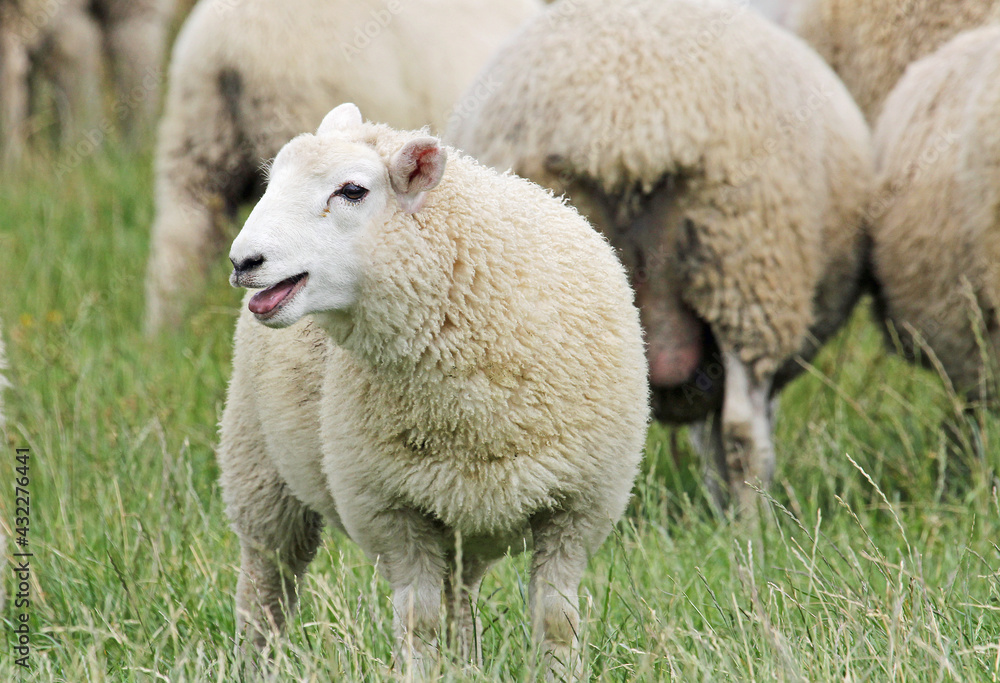 Young sheep panting, New Zealand Young sheep panting, New Zealand