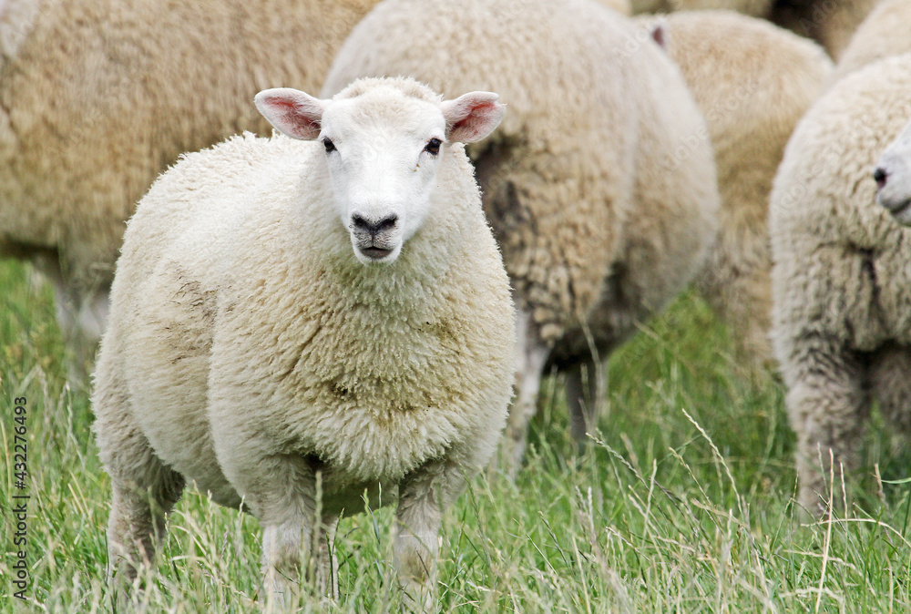 Young sheep, New Zealand