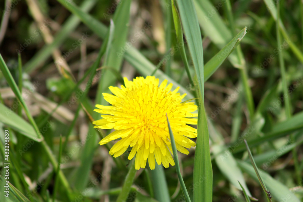 Yellow common dandelion in bloom closeup Yellow common dandelion in bloom closeup