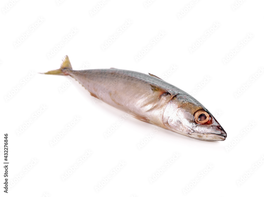Fresh saba fish (Mackerel) isolated on white background.