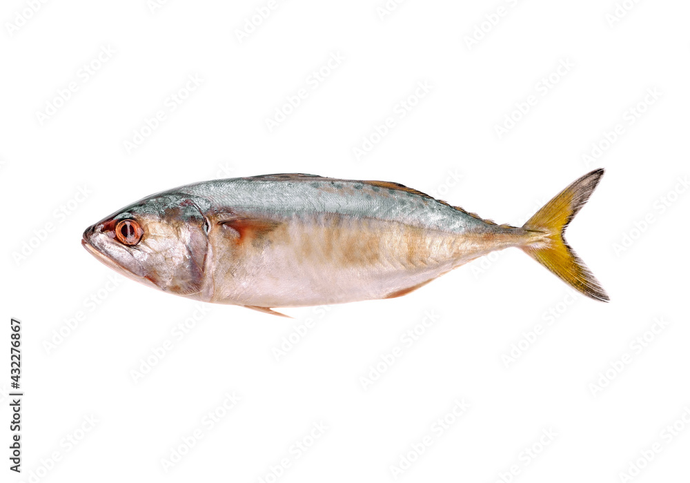mackerel fish isolated on the white background mackerel fish isolated on the white background