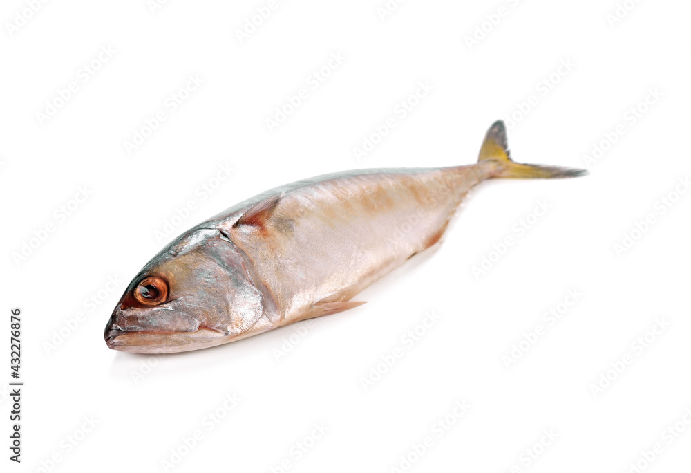 mackerel fish isolated on the white background
