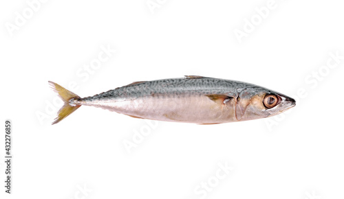 Fresh saba fish  Mackerel  isolated on white background.