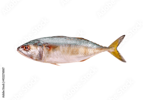 mackerel fish isolated on the white background