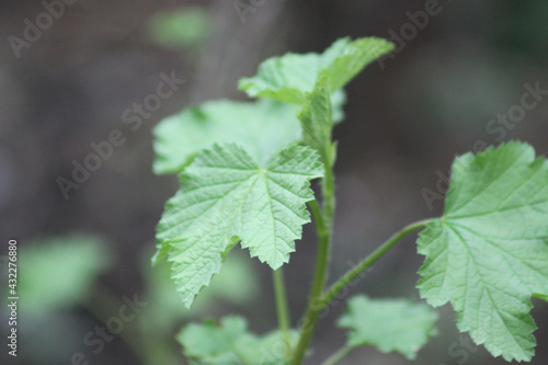 Wallpaper Mural Redcurrant green leaves closeup with focal distance effect Torontodigital.ca
