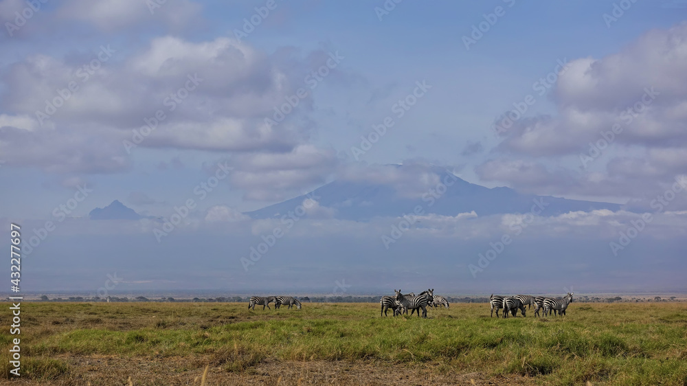 A herd of zebras grazes on the green grass of the endless African savannah. Mount Kilimanjaro rises against the blue sky, partially hidden in the clouds. Kenya. Amboseli park.