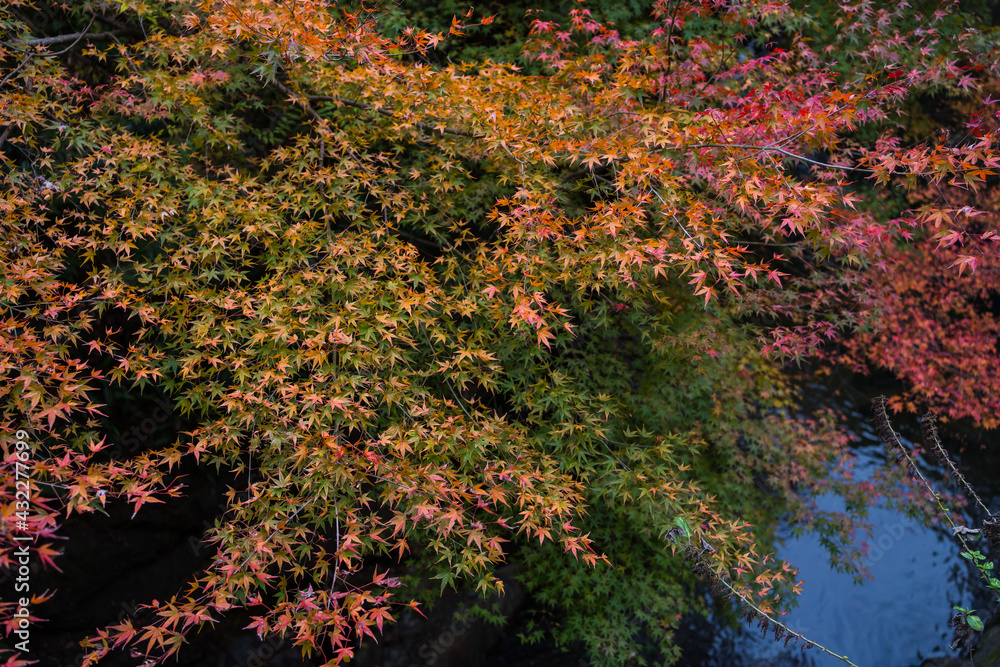 Maple leaves change colour and fall from the tree. beauty of nature Autumn colourful background. Beautiful nature scenery. Maple leaves change colour and fall from the tree. beauty of nature Autumn colourful background. Beautiful nature scenery.
