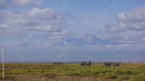 A herd of zebras grazes on the green grass of the endless African savannah. Mount Kilimanjaro rises against the blue sky  partially hidden in the clouds. Kenya. Amboseli park.