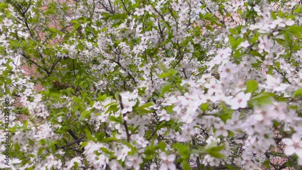 Branches of apricots with flowers and greens close-up sway smoothly in the wind Branches of apricots with flowers and greens close-up sway smoothly in the wind