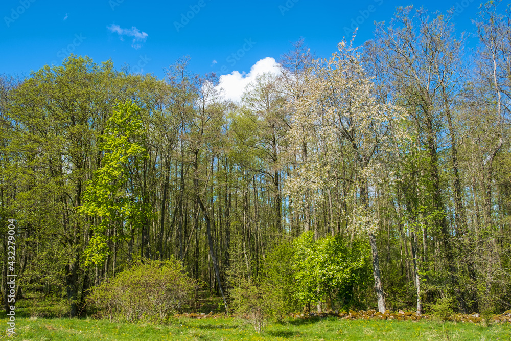 Obraz premium Lush grove of trees in the spring