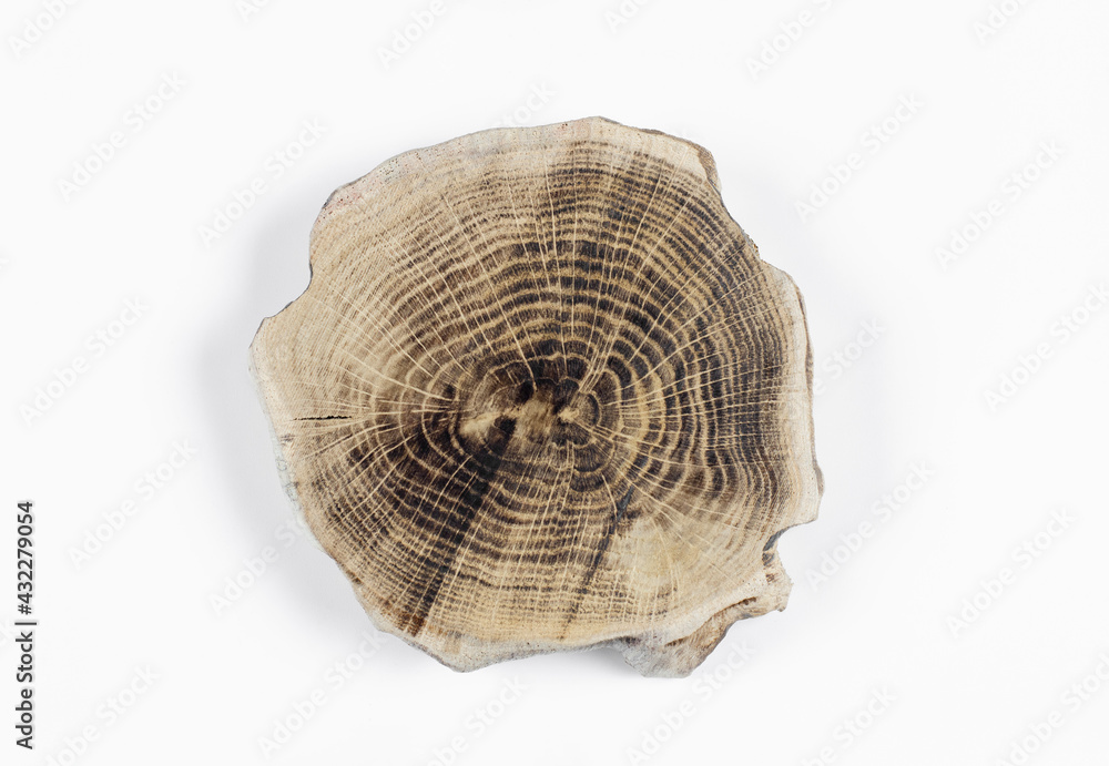 Wooden saw cut. Tree trunk rings. On white background. Wooden saw cut. Tree trunk rings. On white background.
