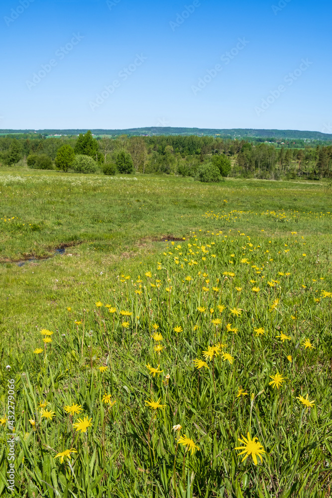 Landscape view with Blooming Viper's-grass on a meadow
