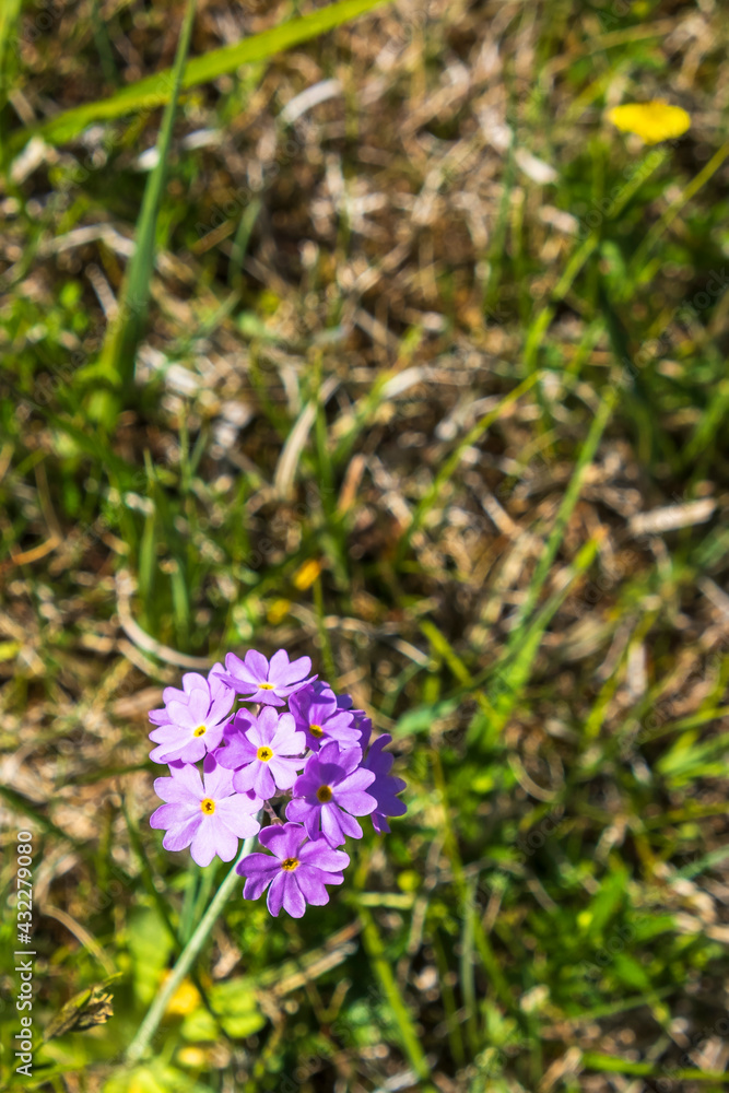 Flowering Bird eye primrose flower Flowering Bird eye primrose flower