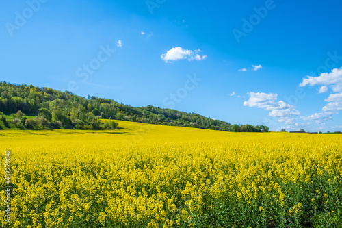 Blooming rapeseed field by a lush hill