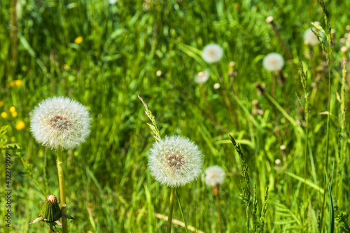 Fluffy overgrown Dandelion flowers on a sunny meadow